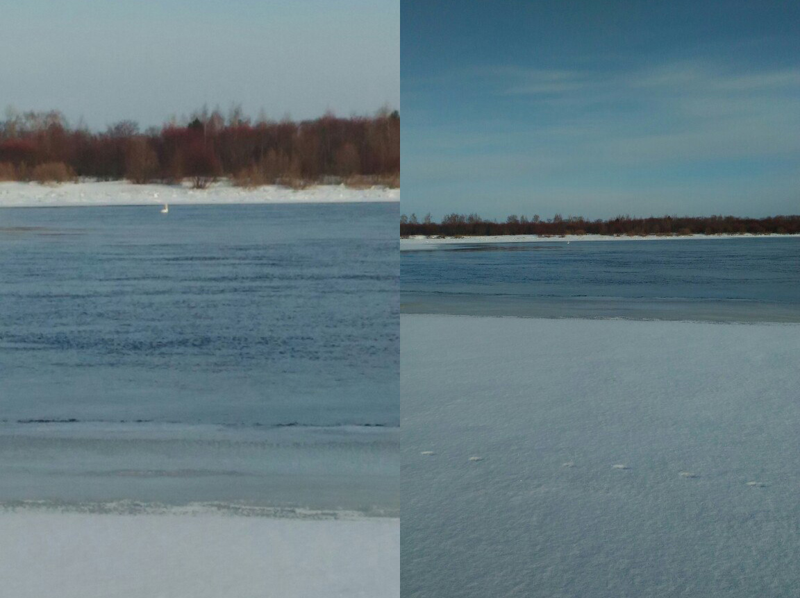 «Принял его за кусок льда». Рыбаки сфотографировали лебедя на Оке в Володарском районе