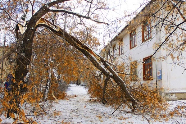 Вал деревьев – одна из опасностей ветреной погоды Вал деревьев – одна из опасностей ветреной погоды