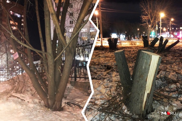 Деревья вырубили на перекрёстке улиц 40-летия Победы и Братьев Кашириных Деревья вырубили на перекрёстке улиц 40-летия Победы и Братьев Кашириных