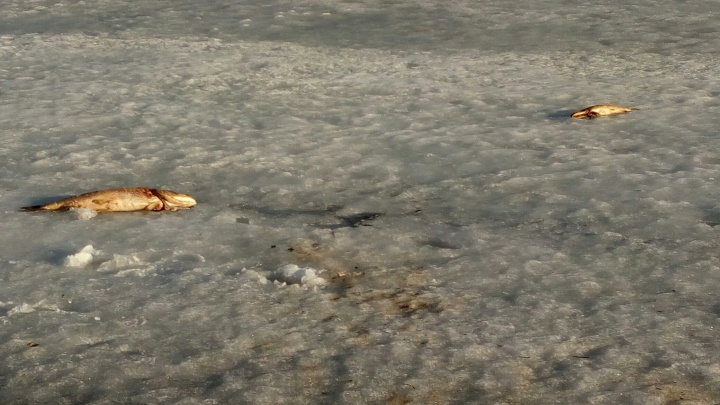 «Что случилось с озером?»: в двух водоёмах Нижнего Новгорода обнаружена дохлая рыба
