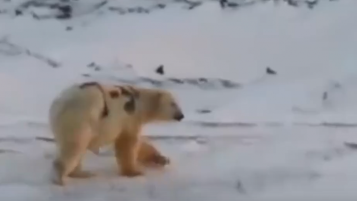 «Он уже чистый»: попавший на видео медведь с надписью «Т-34» живет на Новой Земле