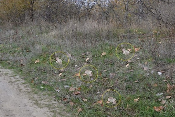 На фотографии видно, что некоторые элементы повторяются несколько раз На фотографии видно, что некоторые элементы повторяются несколько раз