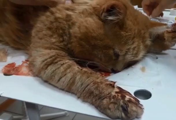 котика выбросили на улицу. права котов. кот застрял. проводник выкинул кота. кот падает из окна.