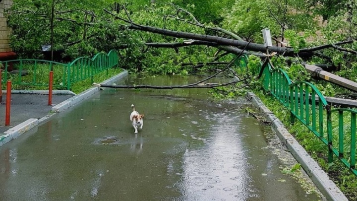 "Когда вокруг падали деревья и разбивались машины": ураган в Москве унёс жизни 11 человек
