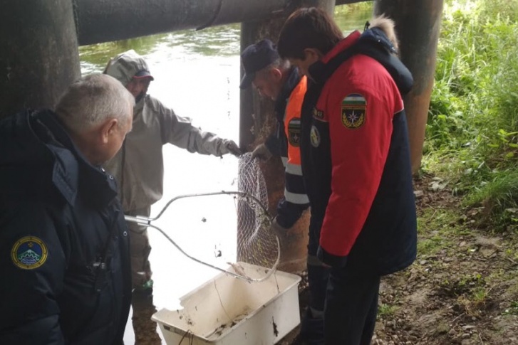 После отравления специалисты достали из воды полтонны мертвой рыбы После отравления специалисты достали из воды полтонны мертвой рыбы