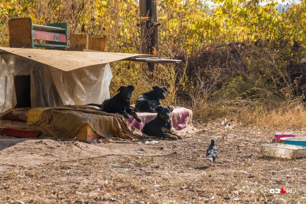 На каждое безнадзорное животное выделяют не больше 2500 рублей На каждое безнадзорное животное выделяют не больше 2500 рублей