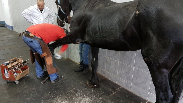 «Стоять ей больно»: дорогую лошадь, которую чуть не загубили в Волгограде, привезли в Екатеринбург