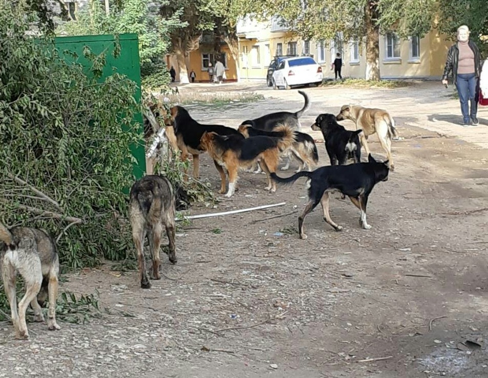 «Их больше тридцати»: свора собак осела у школы и пугает школьников Советского района Волгограда