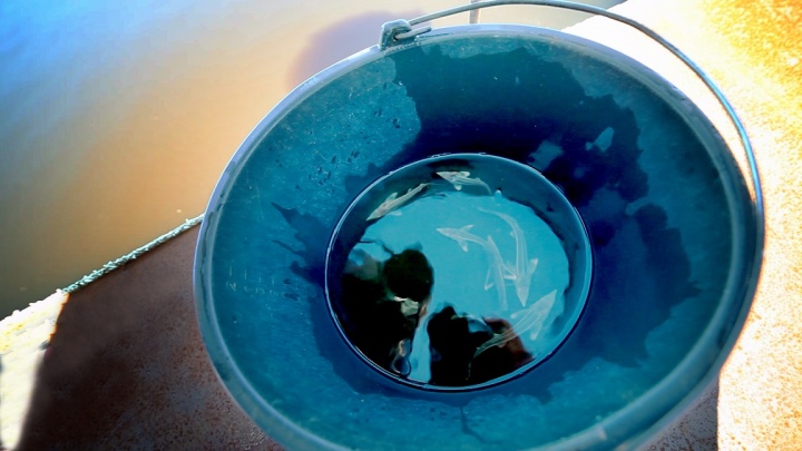 «ЛУКОЙЛ-ПЕРМЬ» выпустит в водоёмы Прикамья более 400 тысяч мальков судака и стерляди