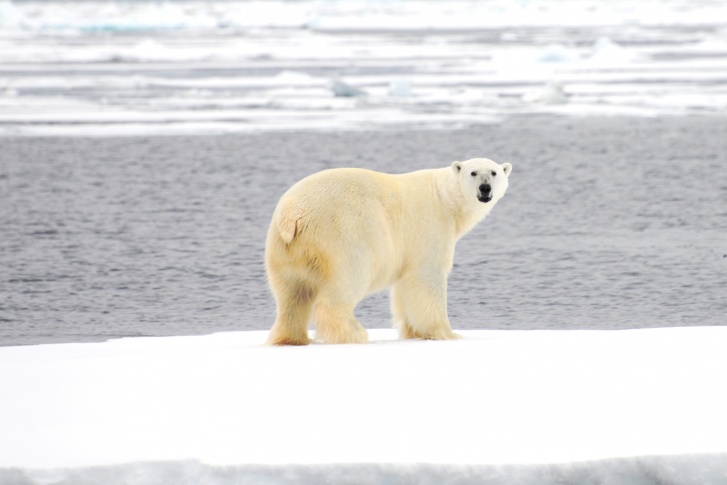 От таяния льдов в Арктике страдают все ее обитатели: от планктона до белых медведей