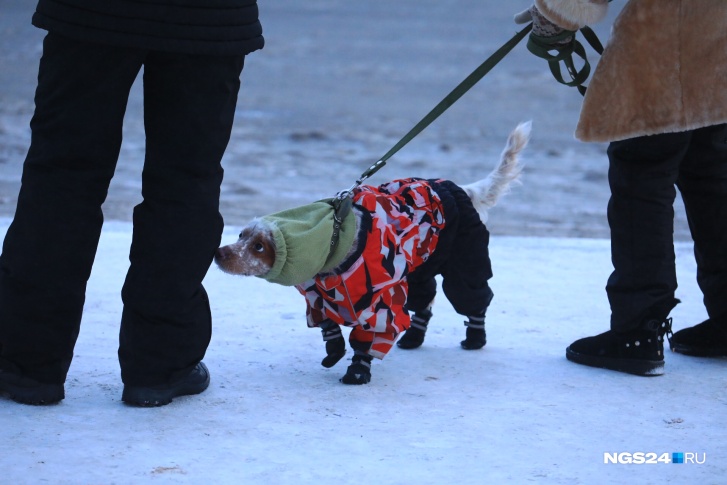 Сегодня холодно всем, и даже собакам — как красноярцы переживают морозы <a href="https://ngs24.ru/news/more/65902501/?from=leadingstory" target="_blank" class="_">мы следим в онлайн-режиме</a> 