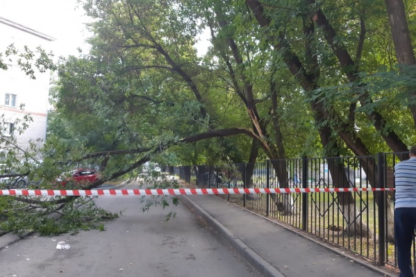 Дерево перегородило проезд к детсаду и школе Дерево перегородило проезд к детсаду и школе
