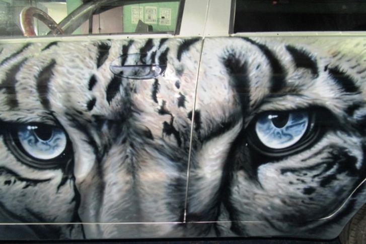 Тигр преданно глядит на владельца машины голубыми глазами