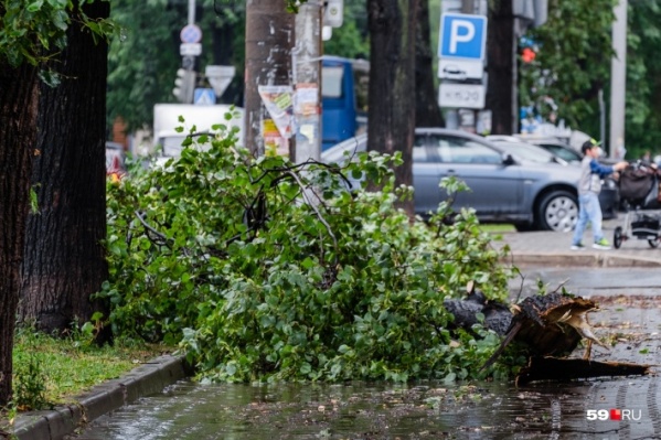В этом году деревья от ветра ломаются только так В этом году деревья от ветра ломаются только так 