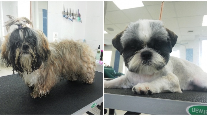 До и после: 15 животных, которых подстригли и причесали собачьи парикмахеры