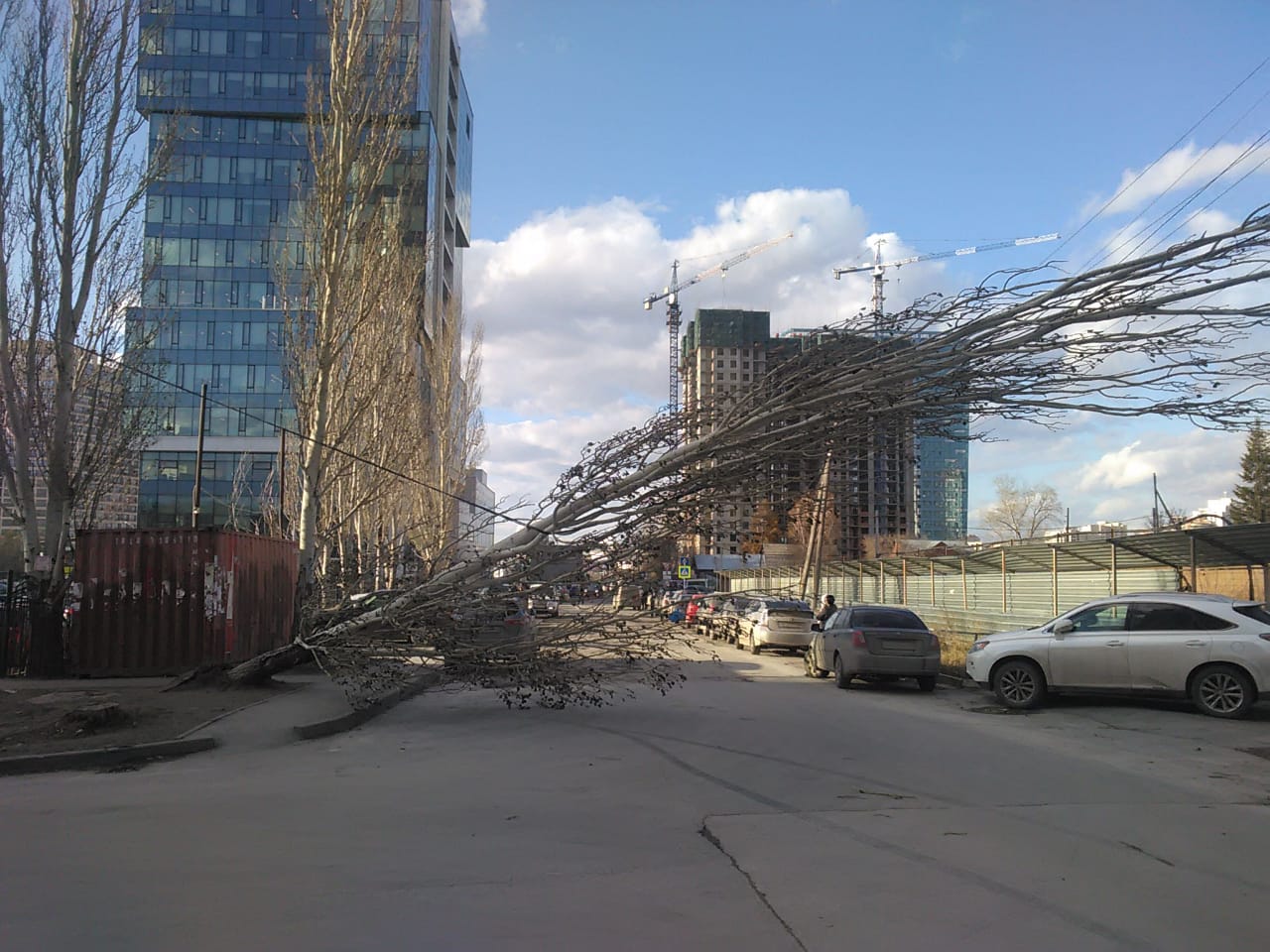 А на улице Московской ветер повалил тополь А на улице Московской ветер повалил тополь