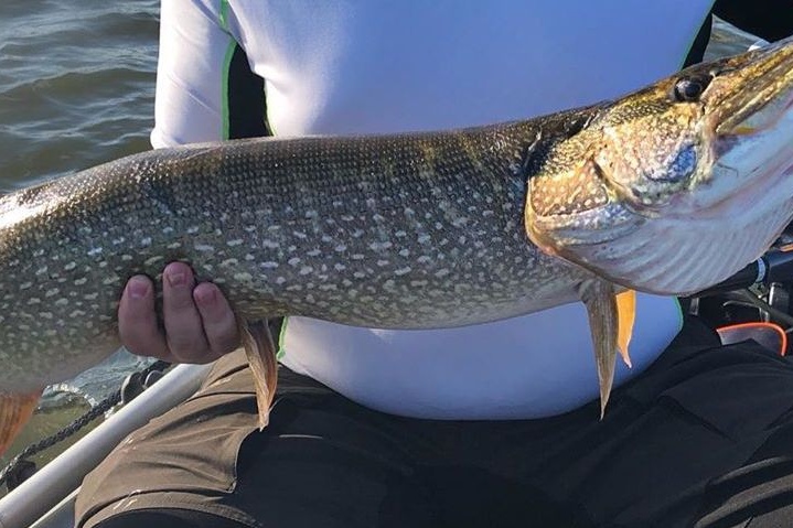 Такая гигантская щука водится в реке Самаре Такая гигантская щука водится в реке Самаре