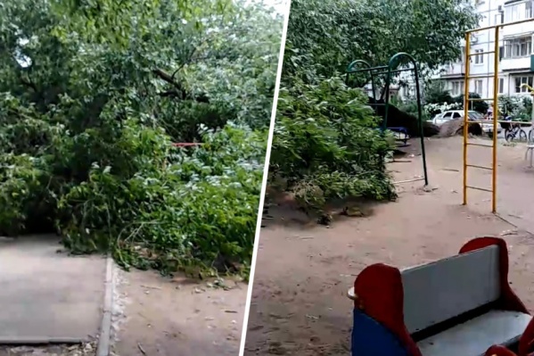 Дерево вырвало с корнем Дерево вырвало с корнем