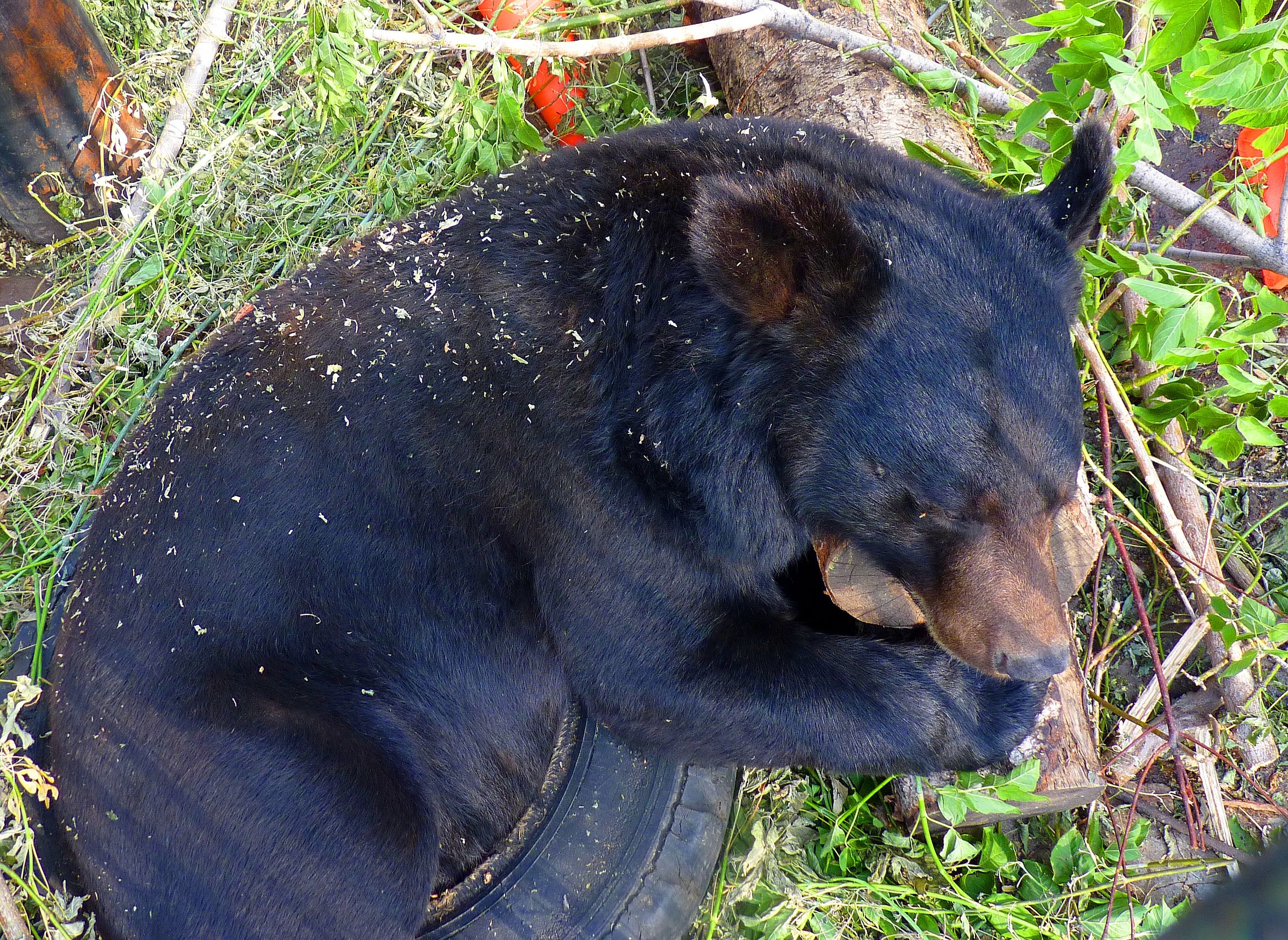 Омских медведей перевели на усиленное питание перед спячкой. Они объедаются рыбой и яблоками