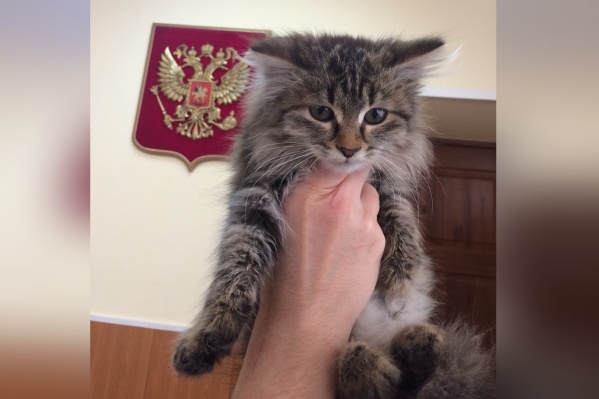 Кота покатали в патрульной машине и привезли в отделение, откуда уже его забрали новые хозяева Кота покатали в патрульной машине и привезли в отделение, откуда уже его забрали новые хозяева 
