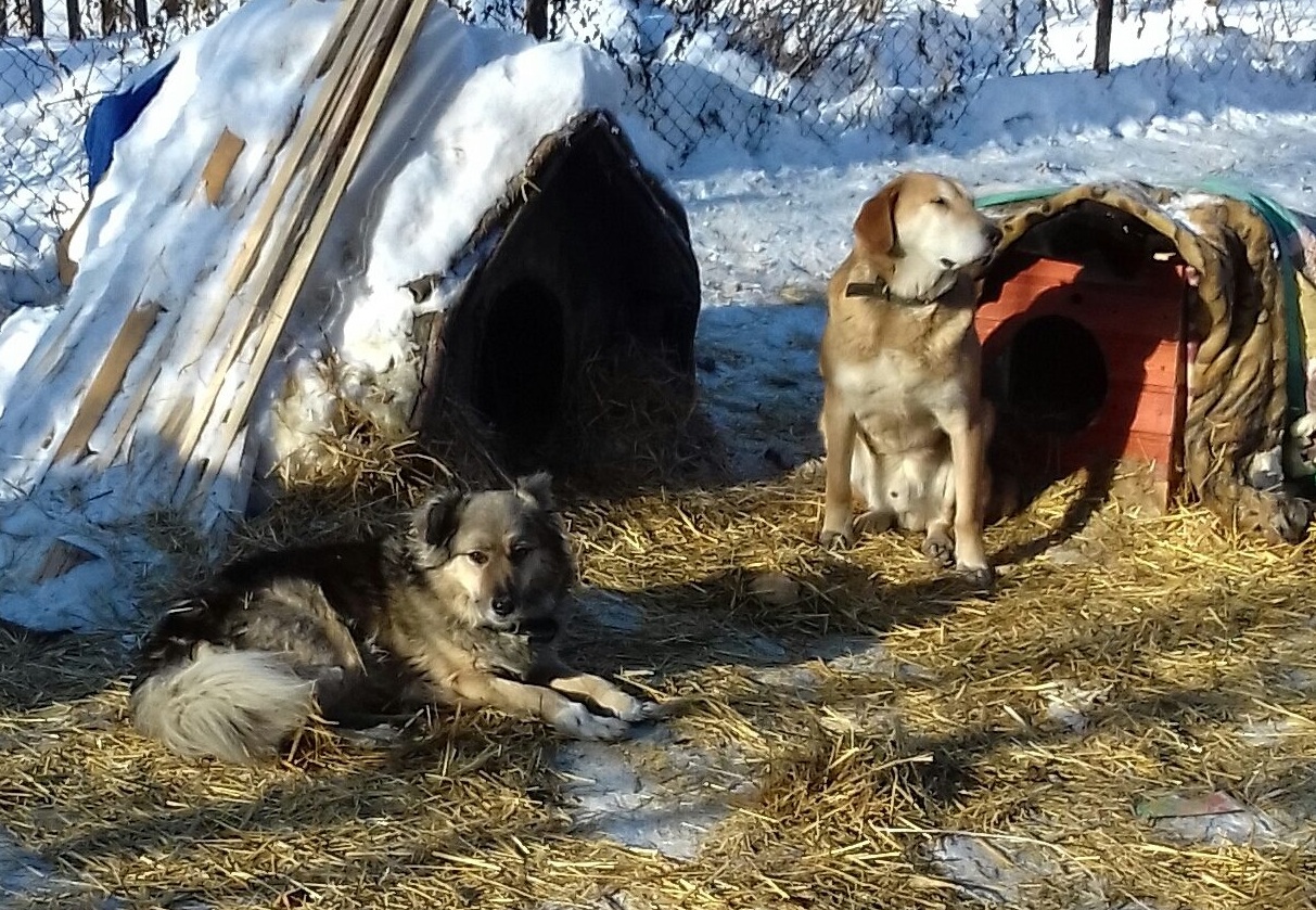 джульбарс на параде победы 1945. джульбарс волгоград. приют для животных в омске джульбарс. джульбарс приют в омске. изложение джульбарс.