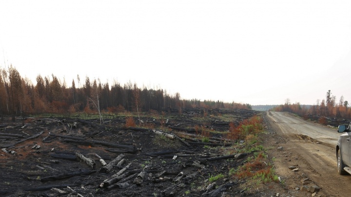 Силовики расследуют, как в крае тушили лесные пожары. Изучаем итоги проверок лесничеств по 2018 году