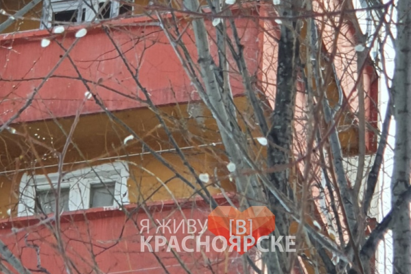 Распустившаяся верба в Дивногорске Распустившаяся верба в Дивногорске