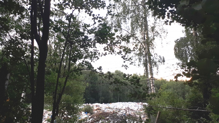 Мусорный полигон посреди леса: москвичка пожаловалась на гигантскую свалку в Ярославской области