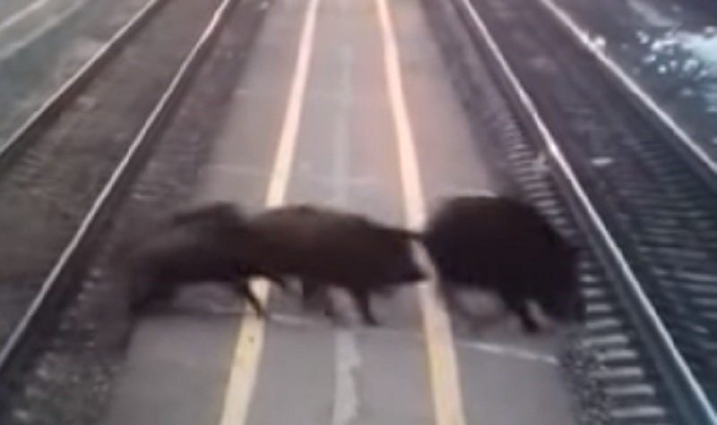 «Кабаны в городе»: волгоградцев напугали животные на железнодорожном вокзале — видео