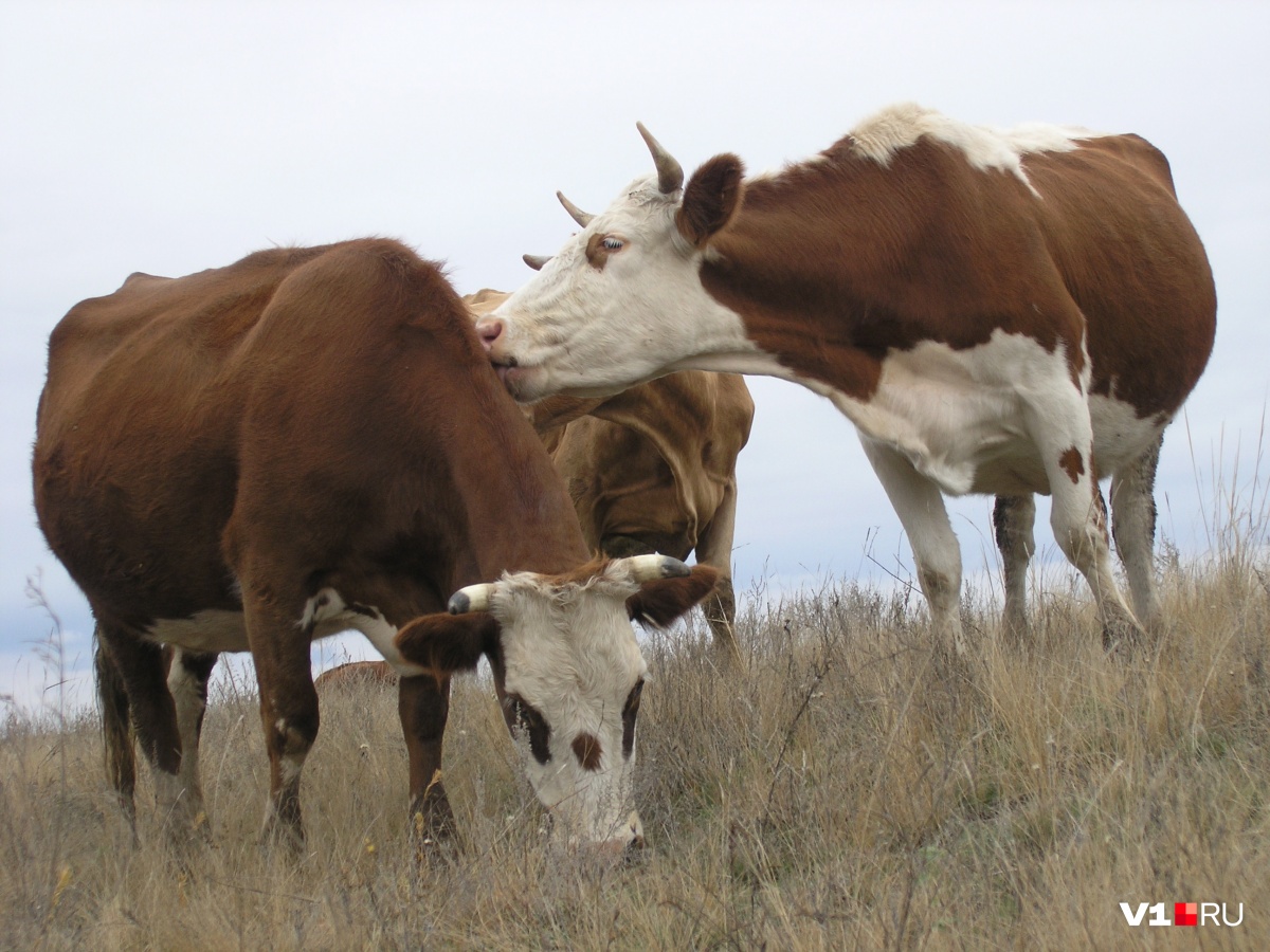 В Волгоградской области будут судить стрелка, безжалостно расправившегося с коровами