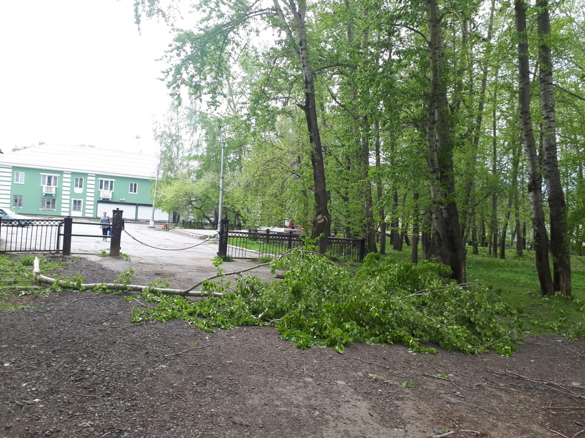 «Сломан позвоночник, лопнули печень и лёгкое»: в Полевском на маму с двумя малышами рухнул тополь