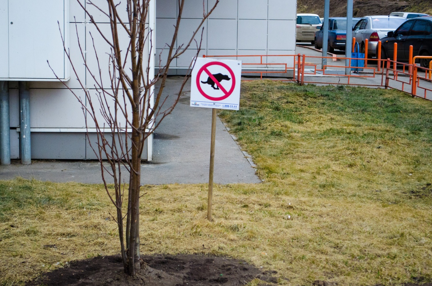 От чиновников Красноярска потребовали разработать условия размещения площадок для выгула собак