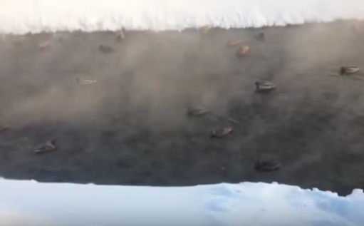 Видео: озябшие от мороза утки облюбовали речку под теплотрассой
