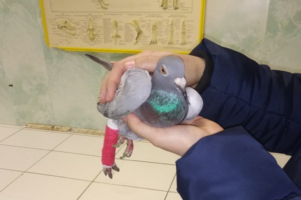 Птицу нашли с травмой лапы неподалёку от мусорных баков. Она пролежала там почти без движения целый день Птицу нашли с травмой лапы неподалёку от мусорных баков. Она пролежала там почти без движения целый день 