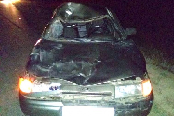 Автомобиль смялся от удара об корову Автомобиль смялся от удара об корову