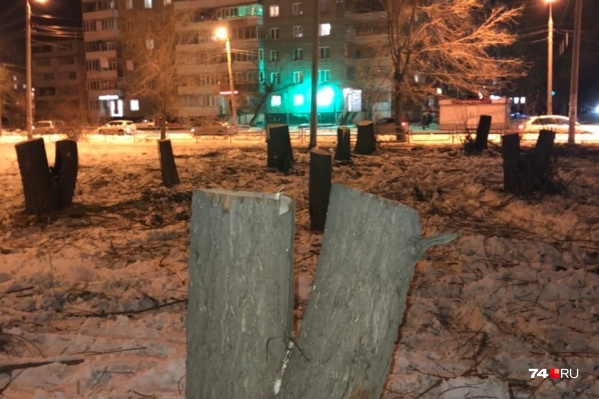 Деревья вырубили в двух разных местах на Северо-Западе. Такие пеньки теперь «красуются» на пересечении 40-летия Победы и Братьев Кашириных Деревья вырубили в двух разных местах на Северо-Западе. Такие пеньки теперь «красуются» на пересечении 40-летия Победы и Братьев Кашириных