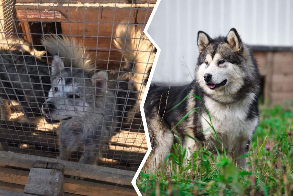 Как они изменились! 15 фотографий собак и кошек до и после приюта