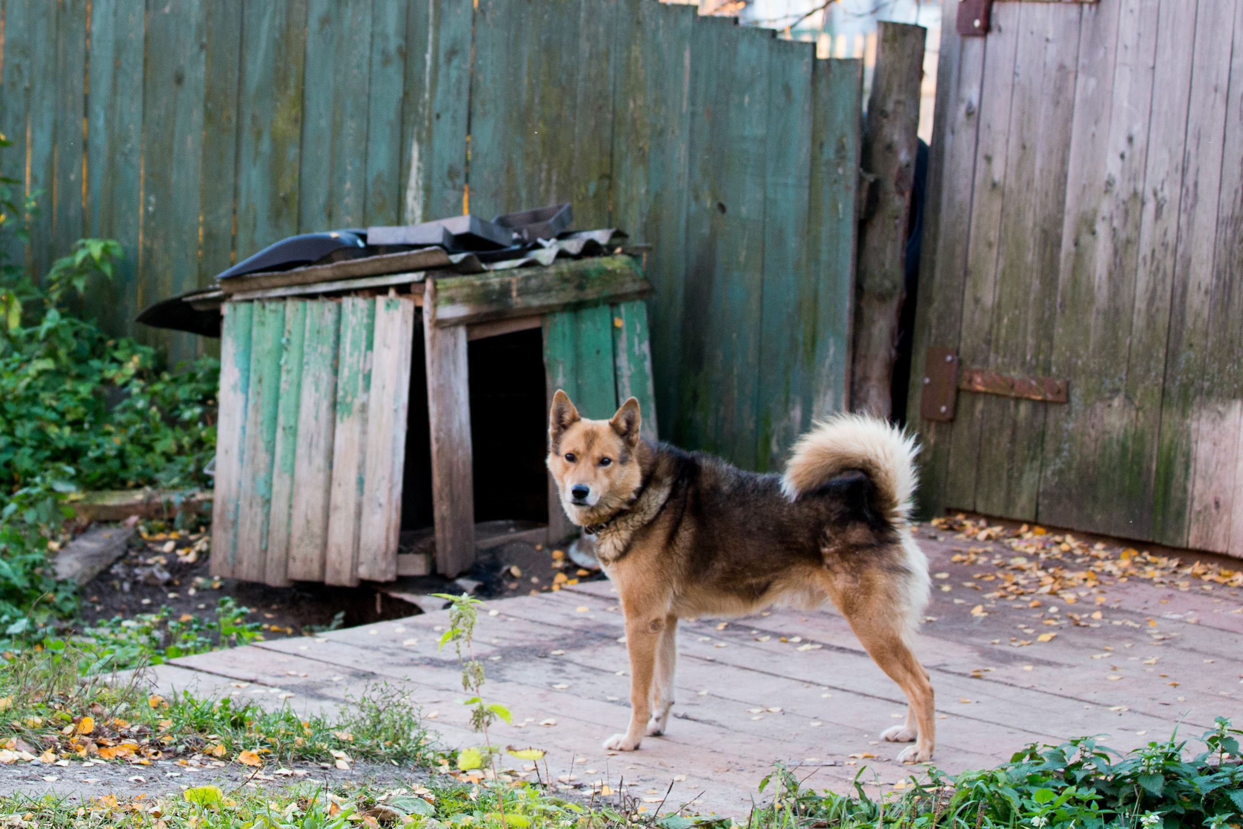 Почтальонам в Ярославской области раздадут больше тысячи отпугивателей собак