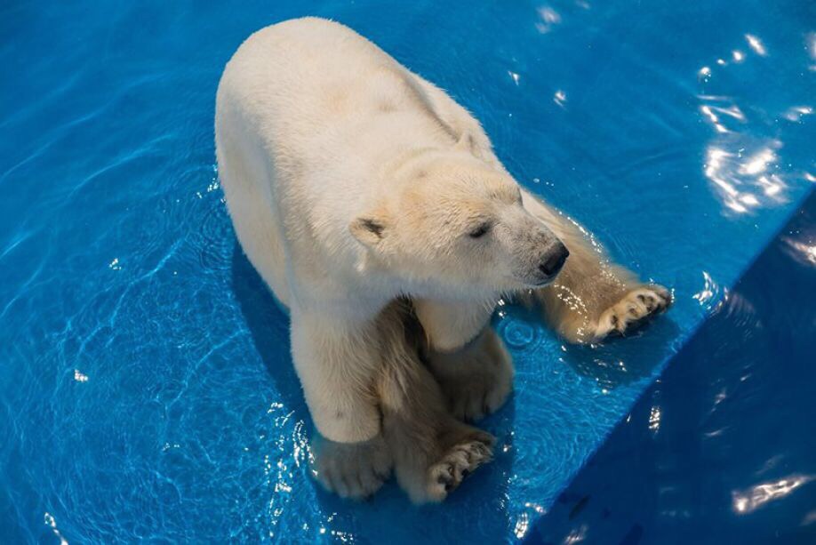 Красноярского белого медведя Седова ещё на год оставляют в Геленджике