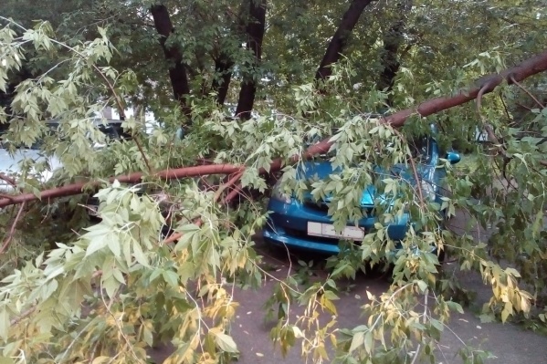 Дерево упало во дворе дома <nobr class="_">№ 3</nobr> на улице Гоголя Дерево упало во дворе дома <nobr class="_">№ 3</nobr> на улице Гоголя