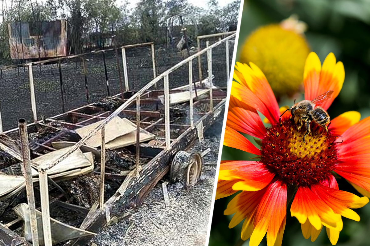 Под Новочеркасском при пожаре сгорели сотни пчел. Пасечники винят военных