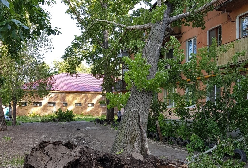 Дерево самара. Самарские деревья. Знаменитые деревья Самары. Необычные деревья Самары. Самое старое дерево в Самаре.