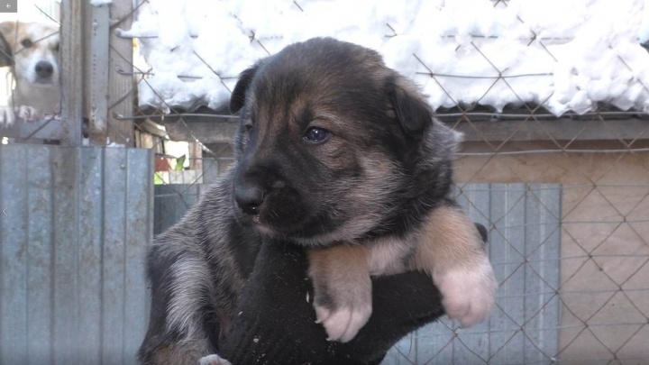 Новосибирский диггер получил зачёт автоматом за спасение щенков
