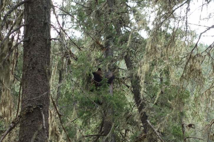 Двухлетние медвежата лазали по дереву в охранной зоне заповедника