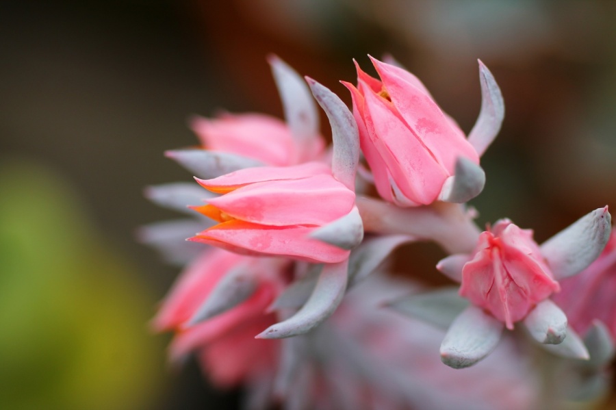 Оказались цветок. Эхеверия Begonia. Echeveria Angel Wings. Экзотические цветы похожие на бегонии в природе фото.