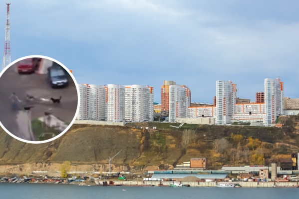 Стая собак появилась в ЖК «Орбита» Стая собак появилась в ЖК «Орбита»