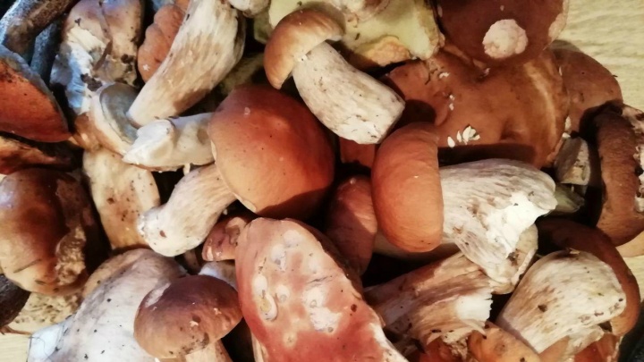«150 грамм без вреда для здоровья»: кому грибы принесут пользу, а кому лучше не есть их