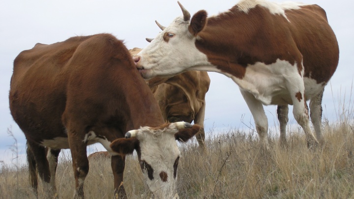 В Волгоградской области жестоко расстреляли беременных коров
