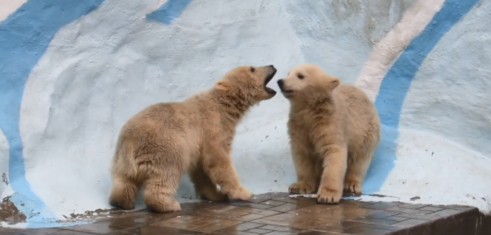 Даже между медвежатами вспыхивают детские ссоры