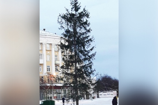 В администрации пояснили, что этой ёлке ещё добавят пышности В администрации пояснили, что этой ёлке ещё добавят пышности